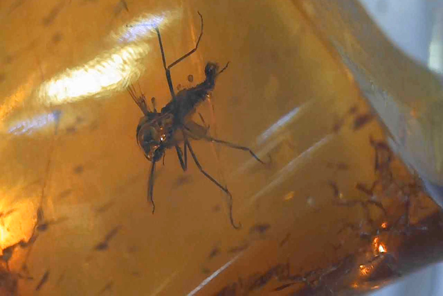 Baltic Amber AA06 with Fly inclusion