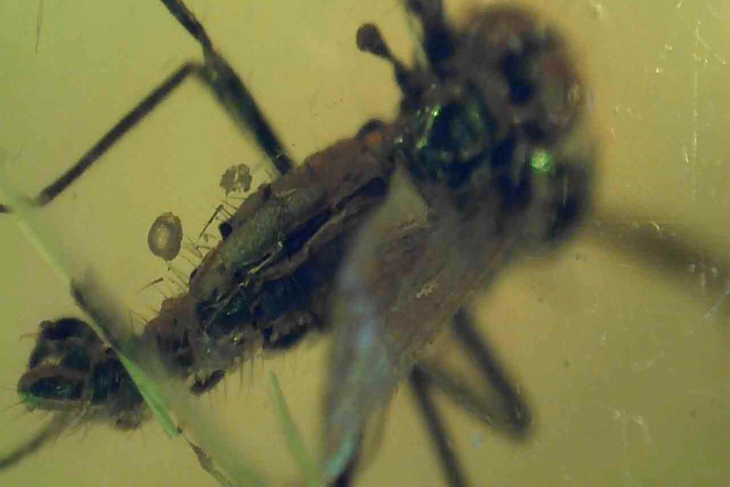 Baltic Amber AA06 with Fly inclusion
