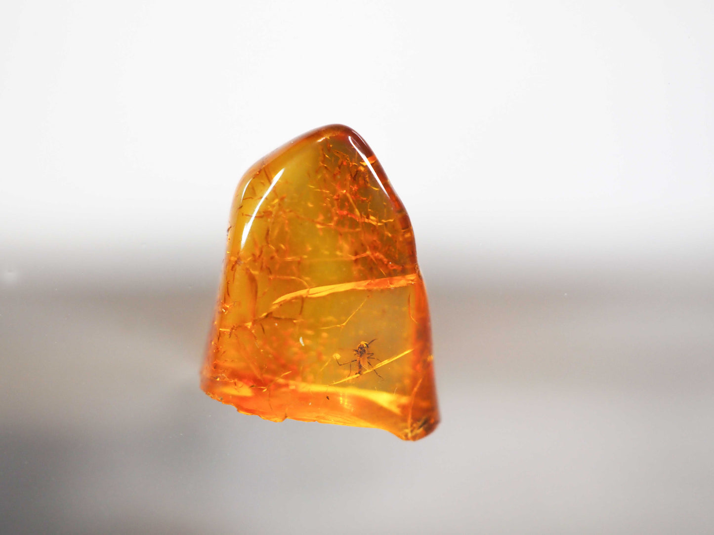 Baltic Amber AA06 with Fly inclusion