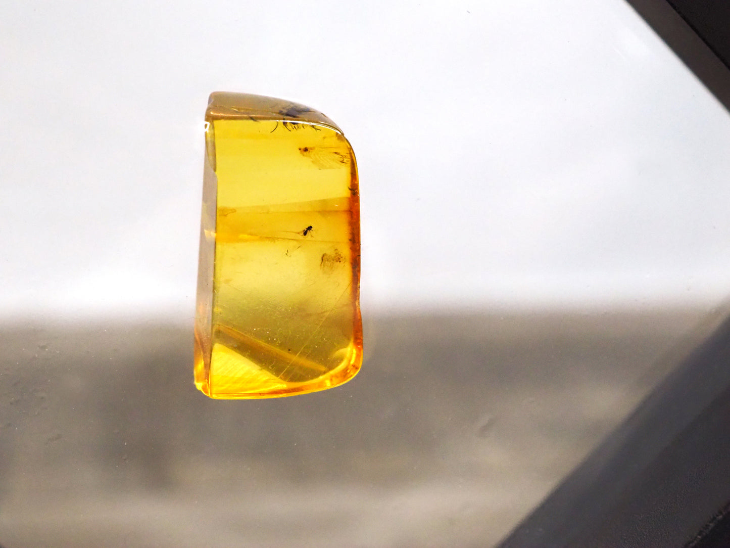 Baltic Amber E with Insect Inclusions