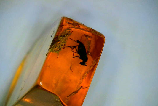 Baltic Amber E with tiny Gnat and Fly Insect Inclusions
