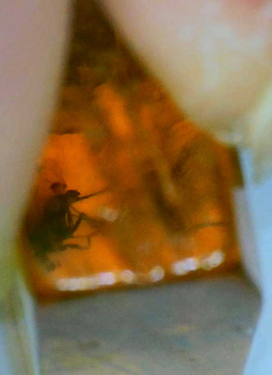 Baltic Amber E with Insect Inclusions