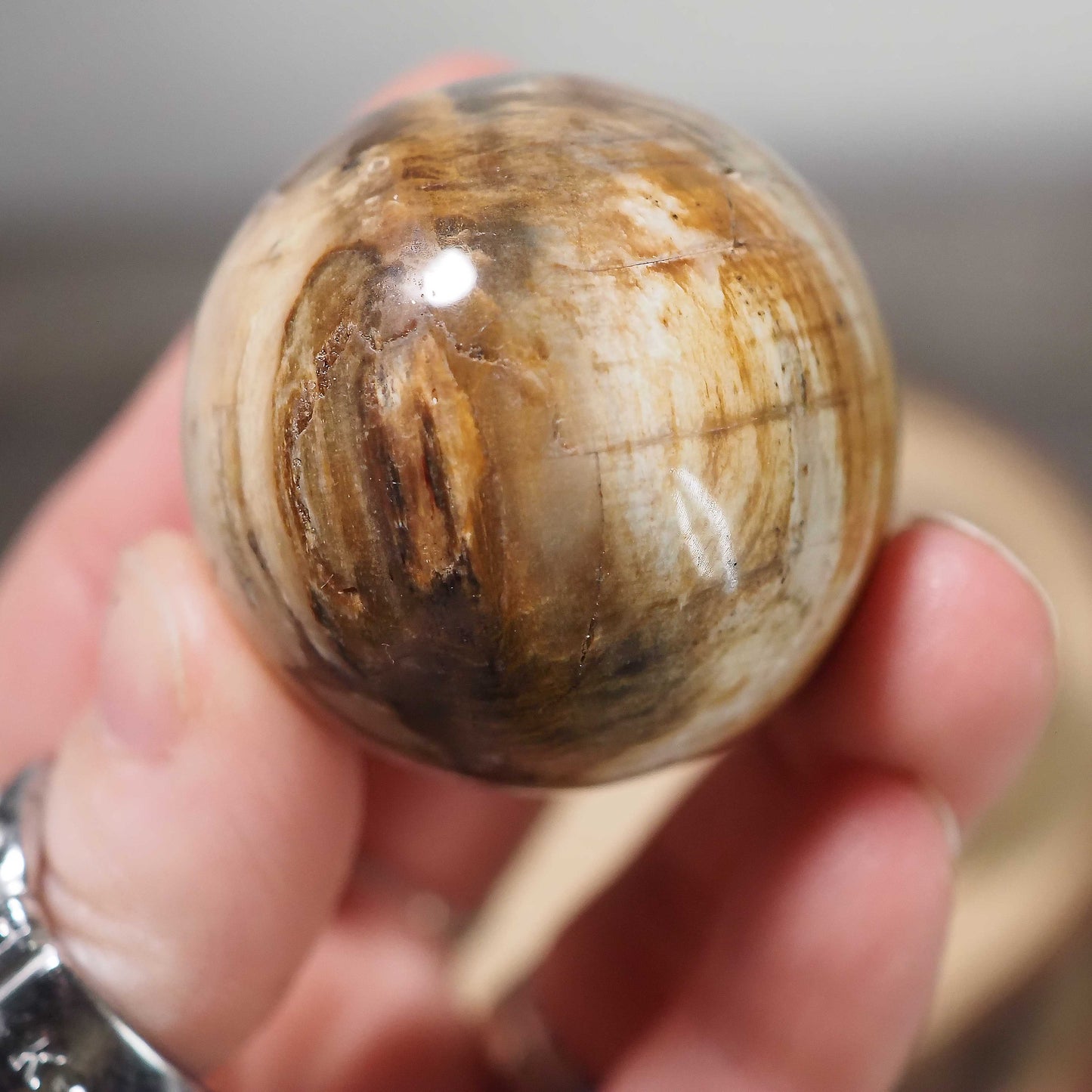 Petrified Wood Spheres from Brazil