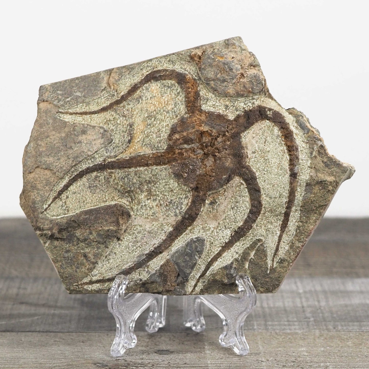 Detailed Brittle Star Fossil