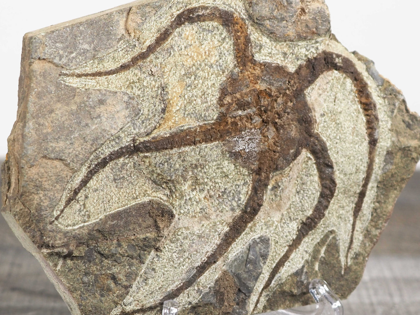 Detailed Brittle Star Fossil