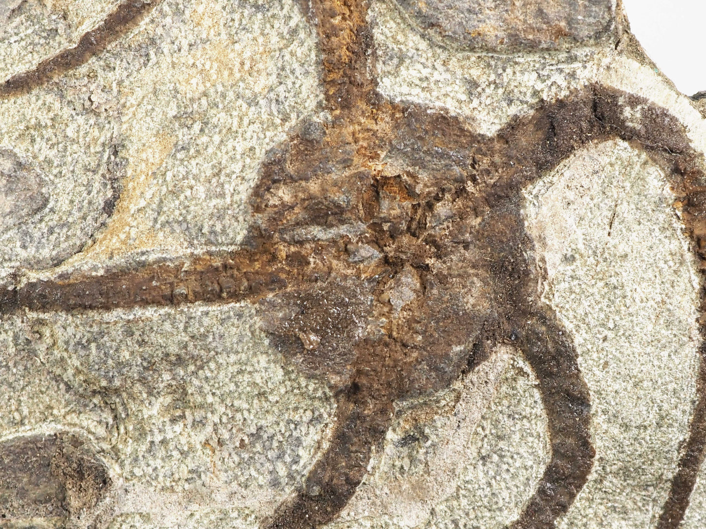Detailed Brittle Star Fossil