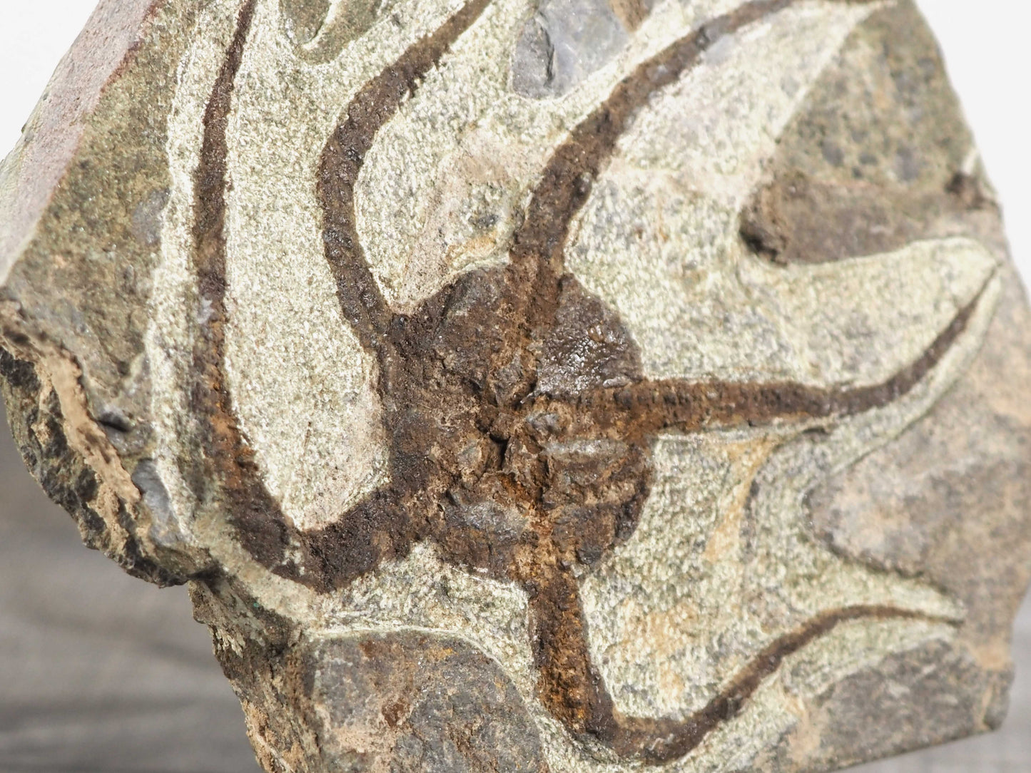 Detailed Brittle Star Fossil