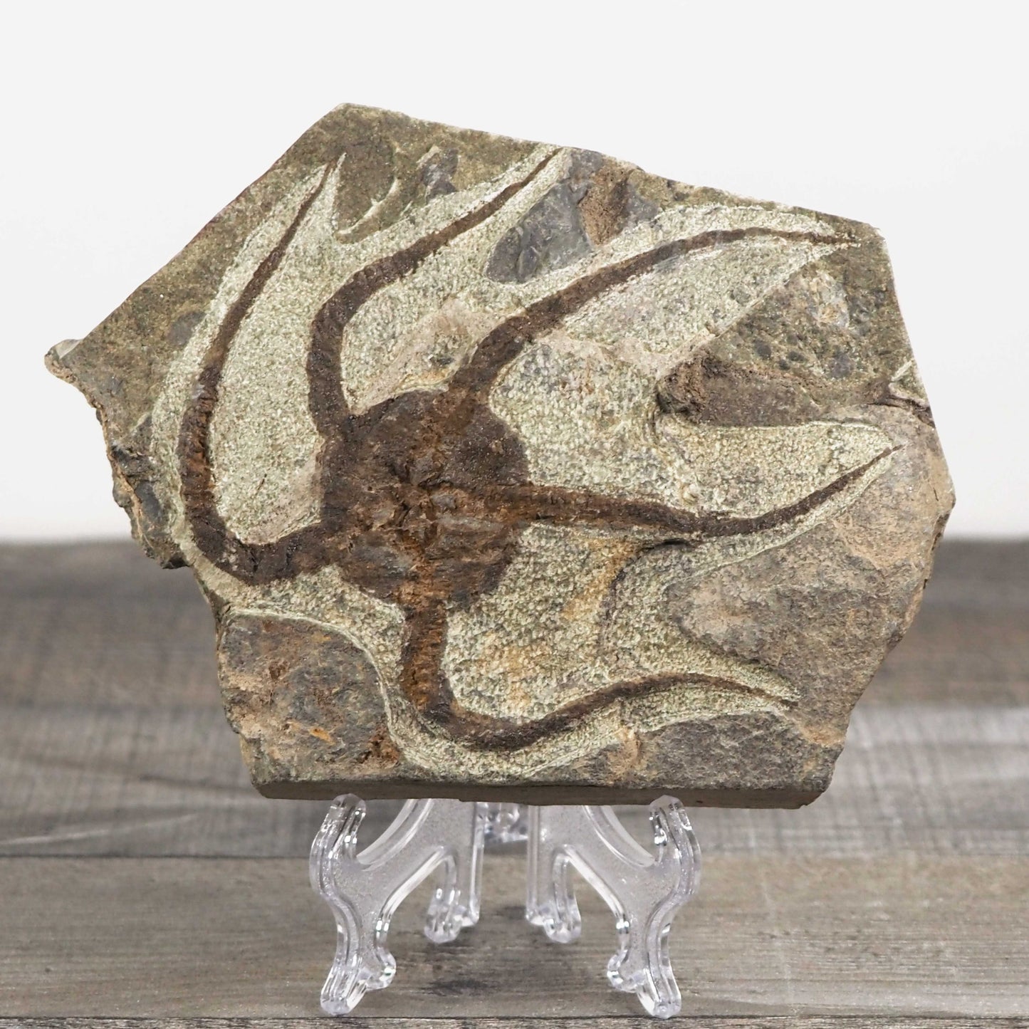 Detailed Brittle Star Fossil