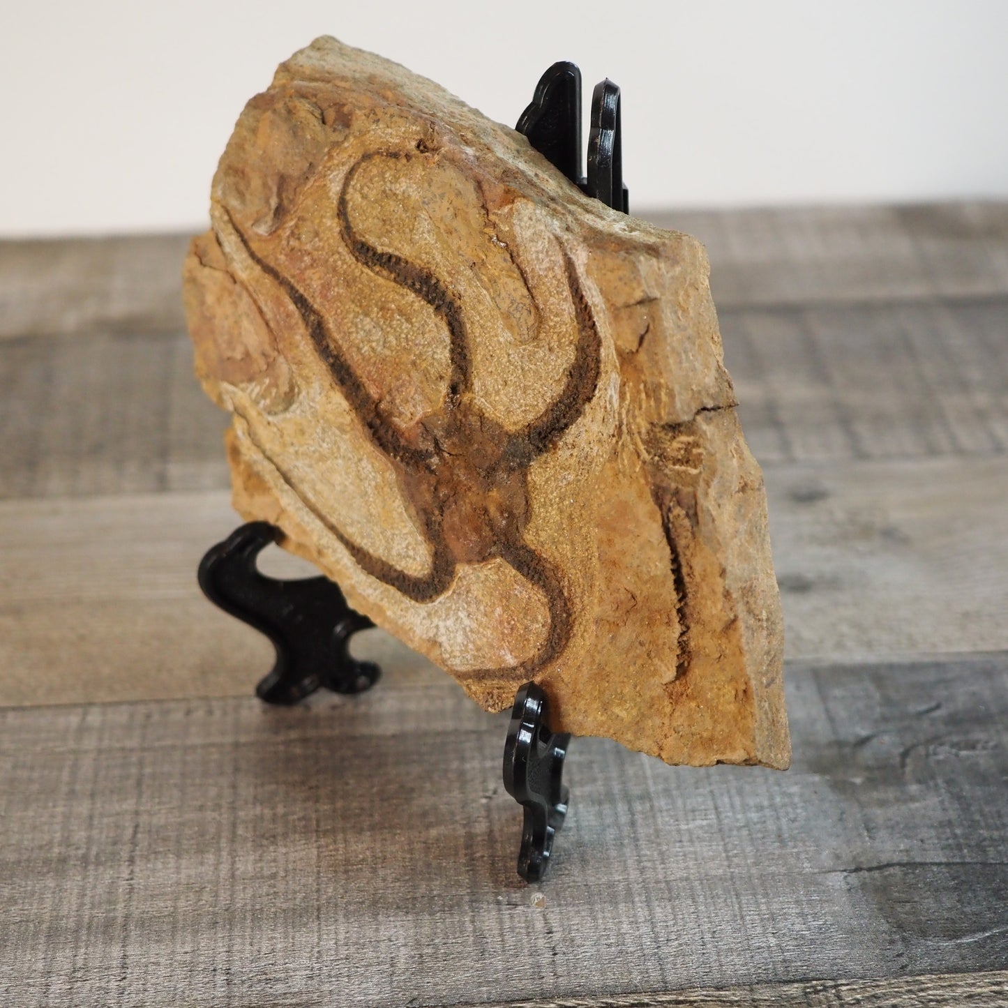 Detailed Brittle Star Fossil