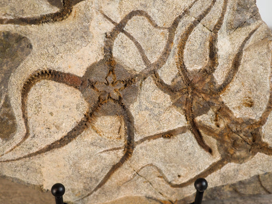 Detailed Brittle Star Fossil Mortality Plate