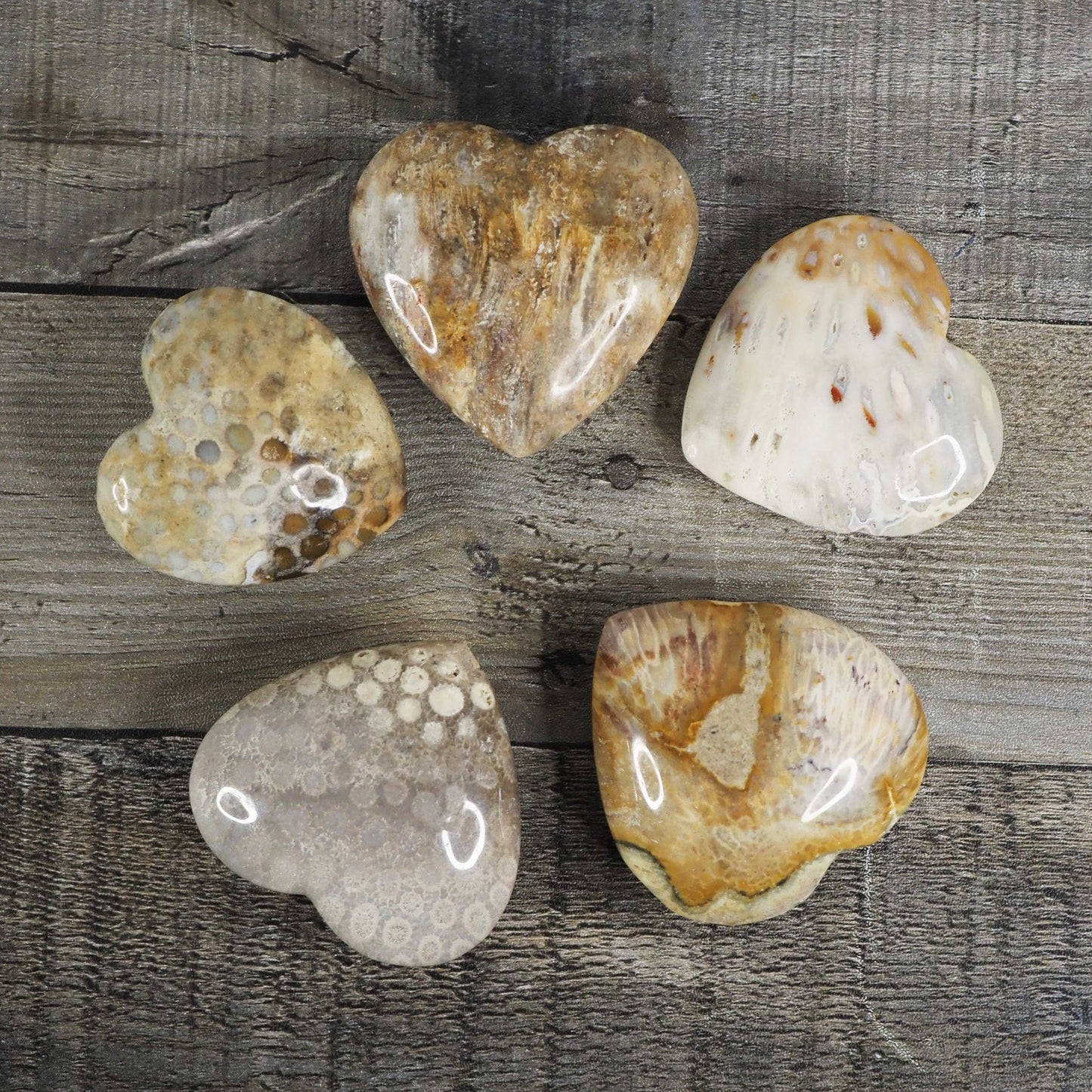 Fossilized Coral Heart Palmstone Carvings - Choose Your Own