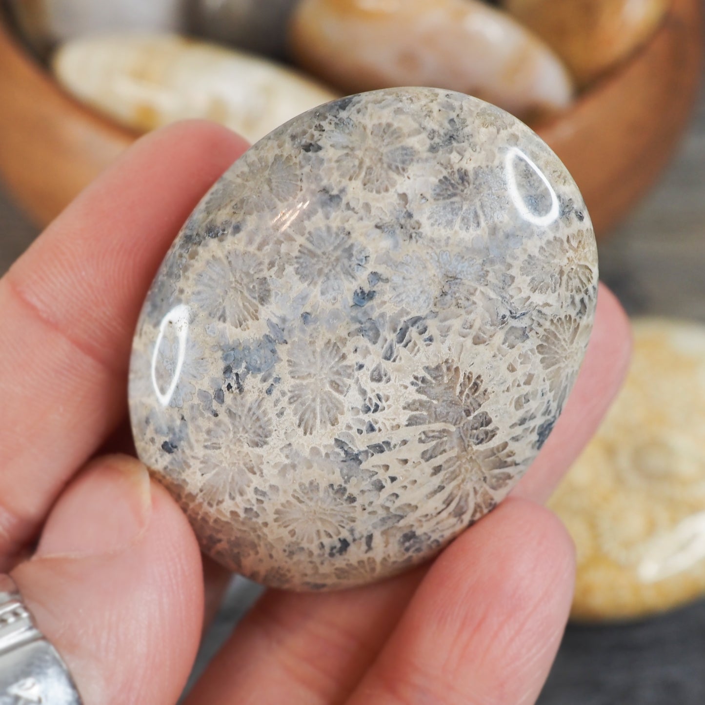 Fossilized Coral Palmstones