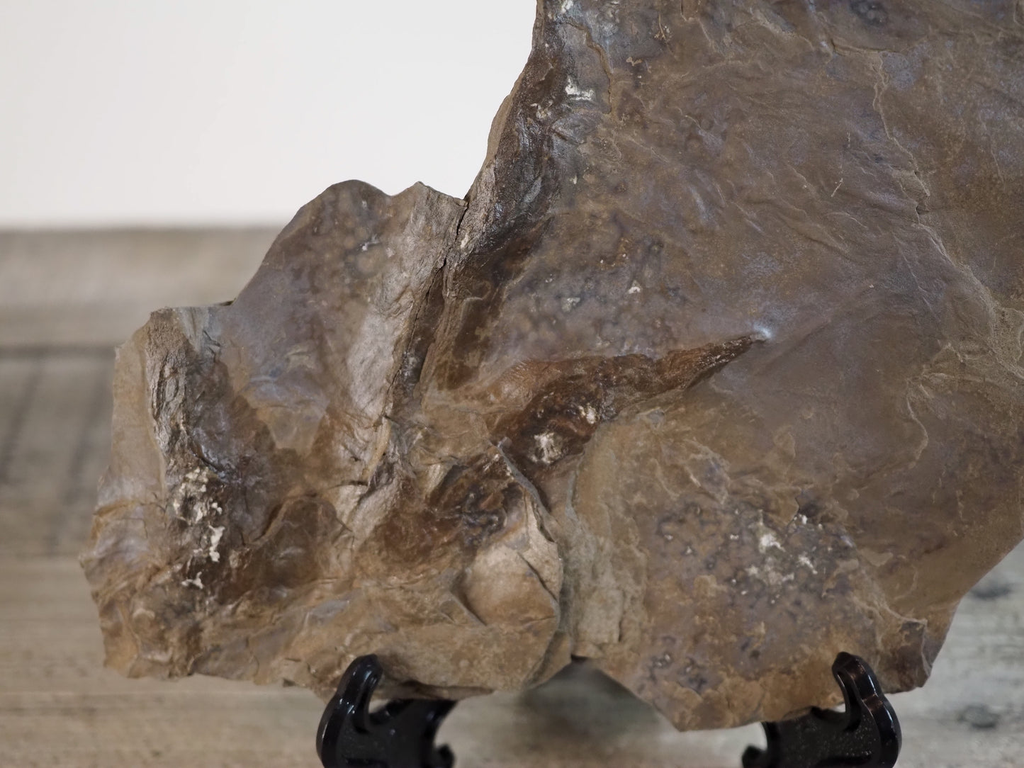 Dinosaur Footprint Track from Connecticut - Anomoepus A