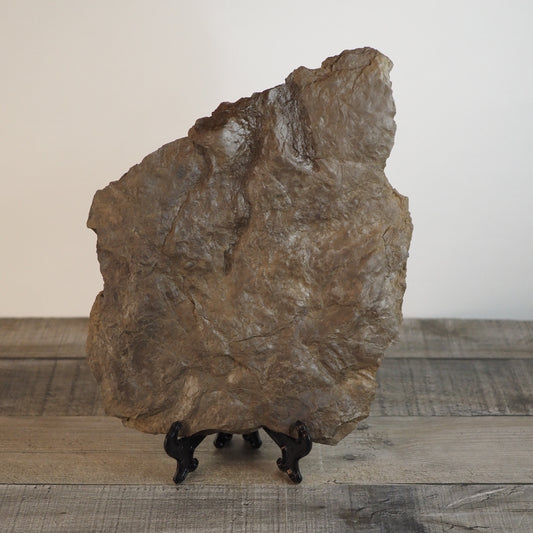 Dinosaur Footprint Track from Connecticut - Grallator B
