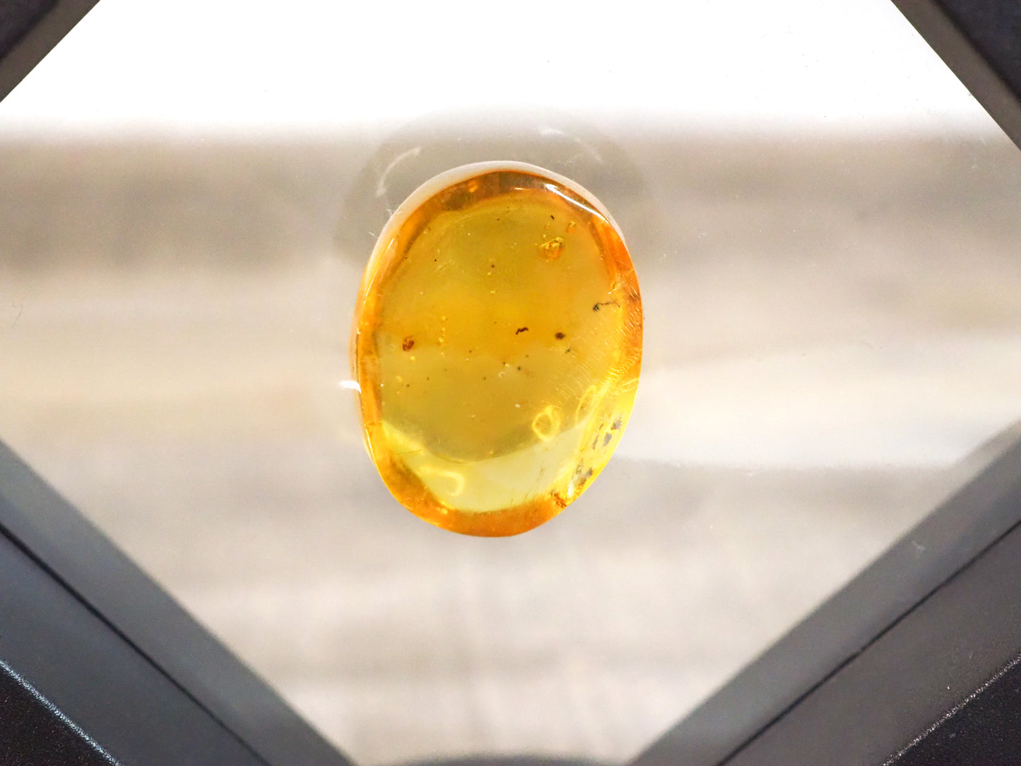 Dominican Republic Amber D with Insect Inclusion