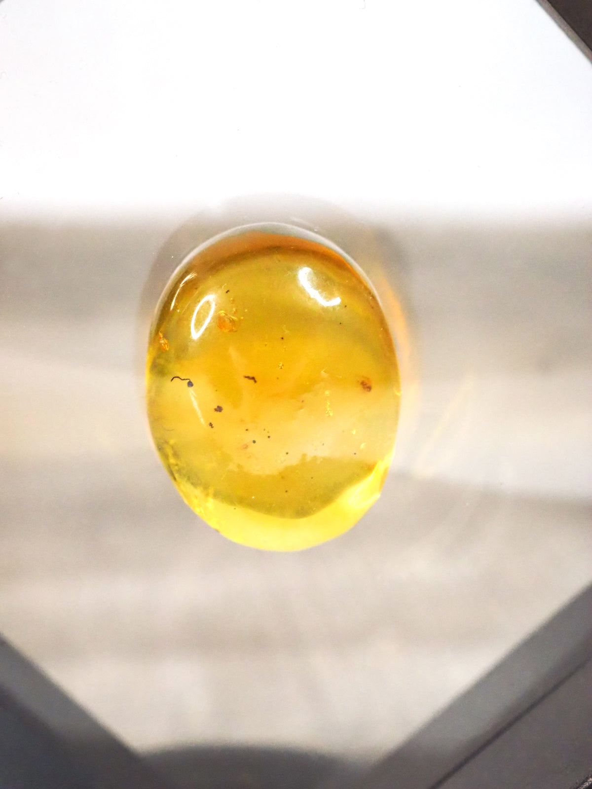 Dominican Republic Amber D with Insect Inclusion