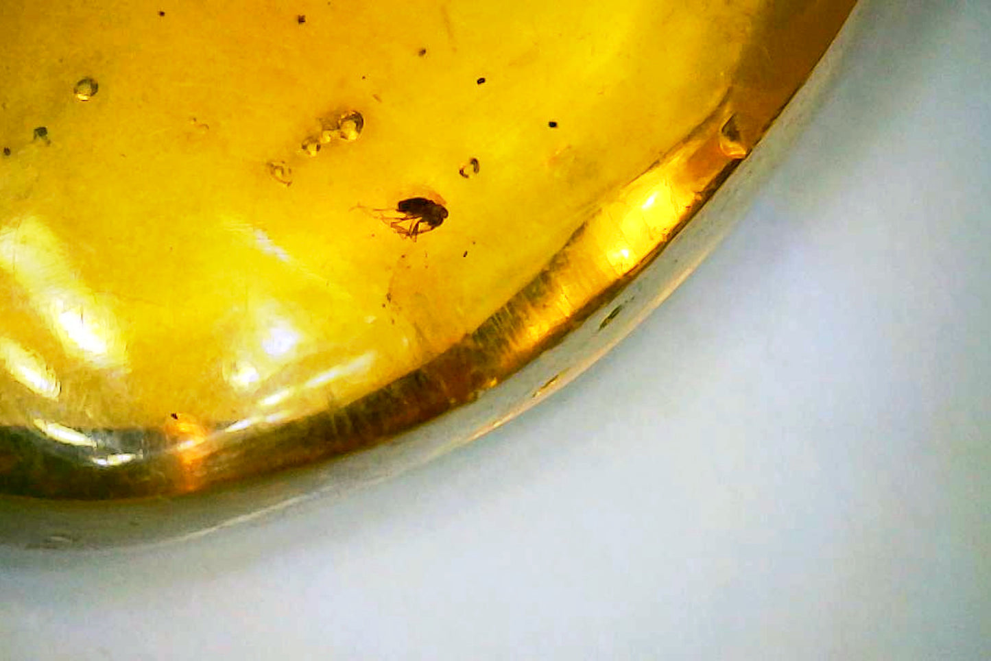 Dominican Republic Amber D with Insect Inclusion