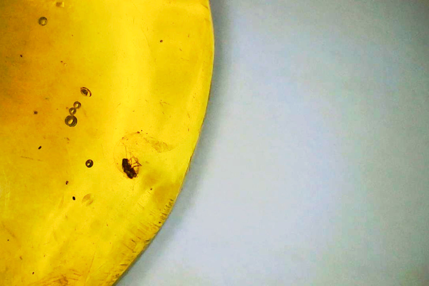 Dominican Republic Amber D with Insect Inclusion