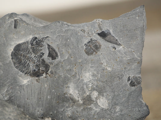 Mini Elrathia kingii Trilobites Mortality Plate in Matrix from Millard, Utah