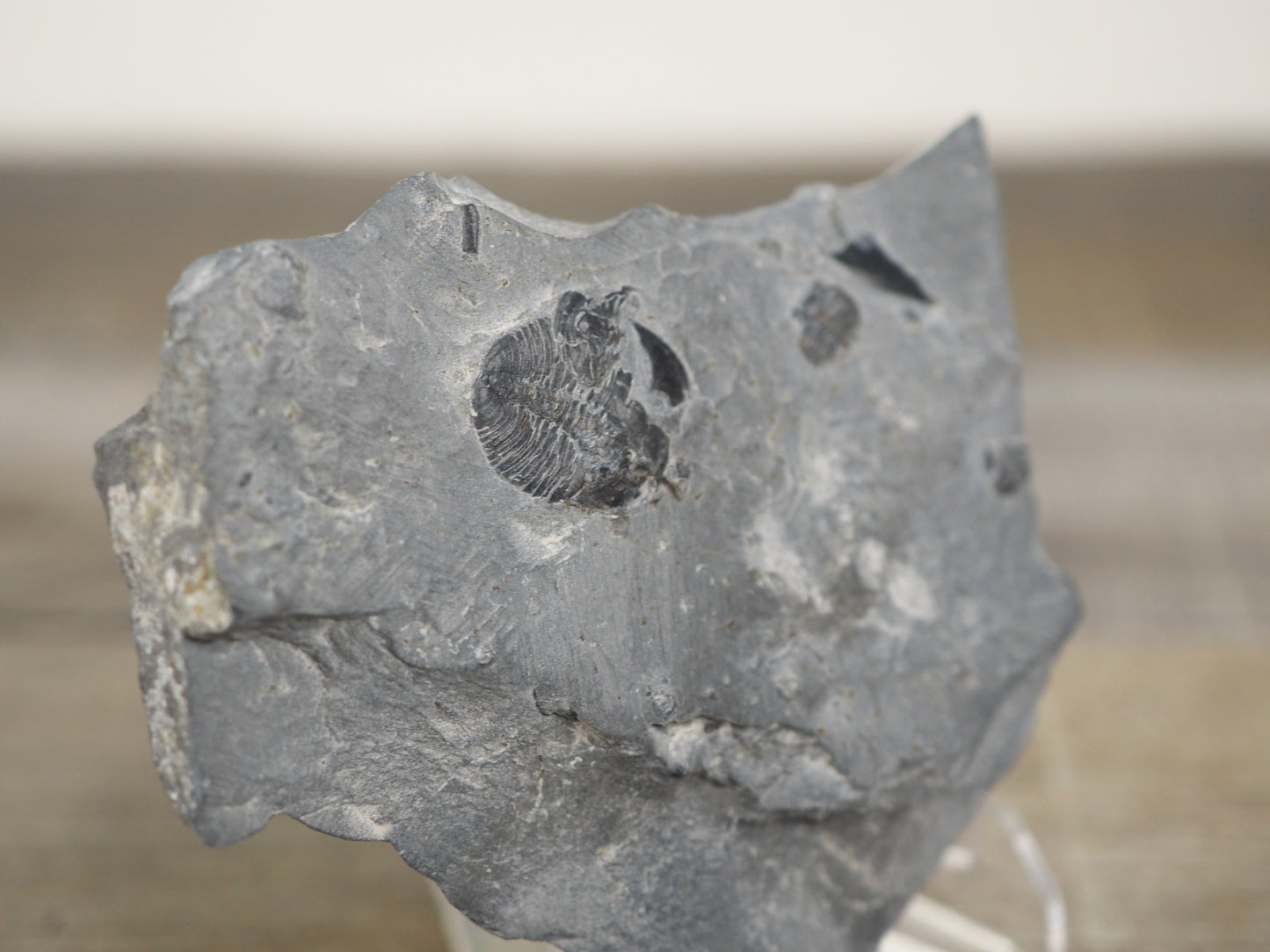 Mini Elrathia kingii Trilobites Mortality Plate in Matrix from Millard, Utah