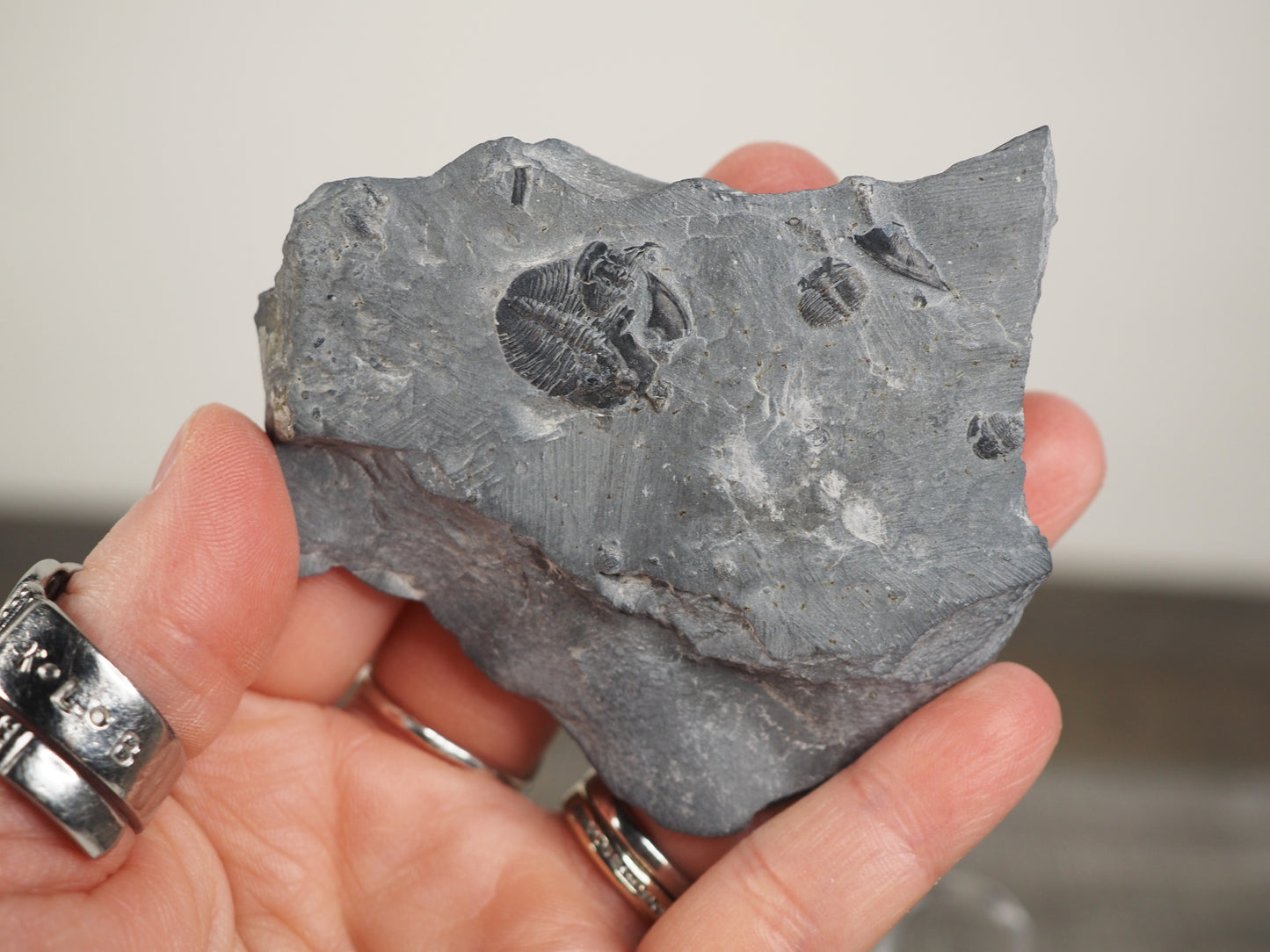 Mini Elrathia kingii Trilobites Mortality Plate in Matrix from Millard, Utah