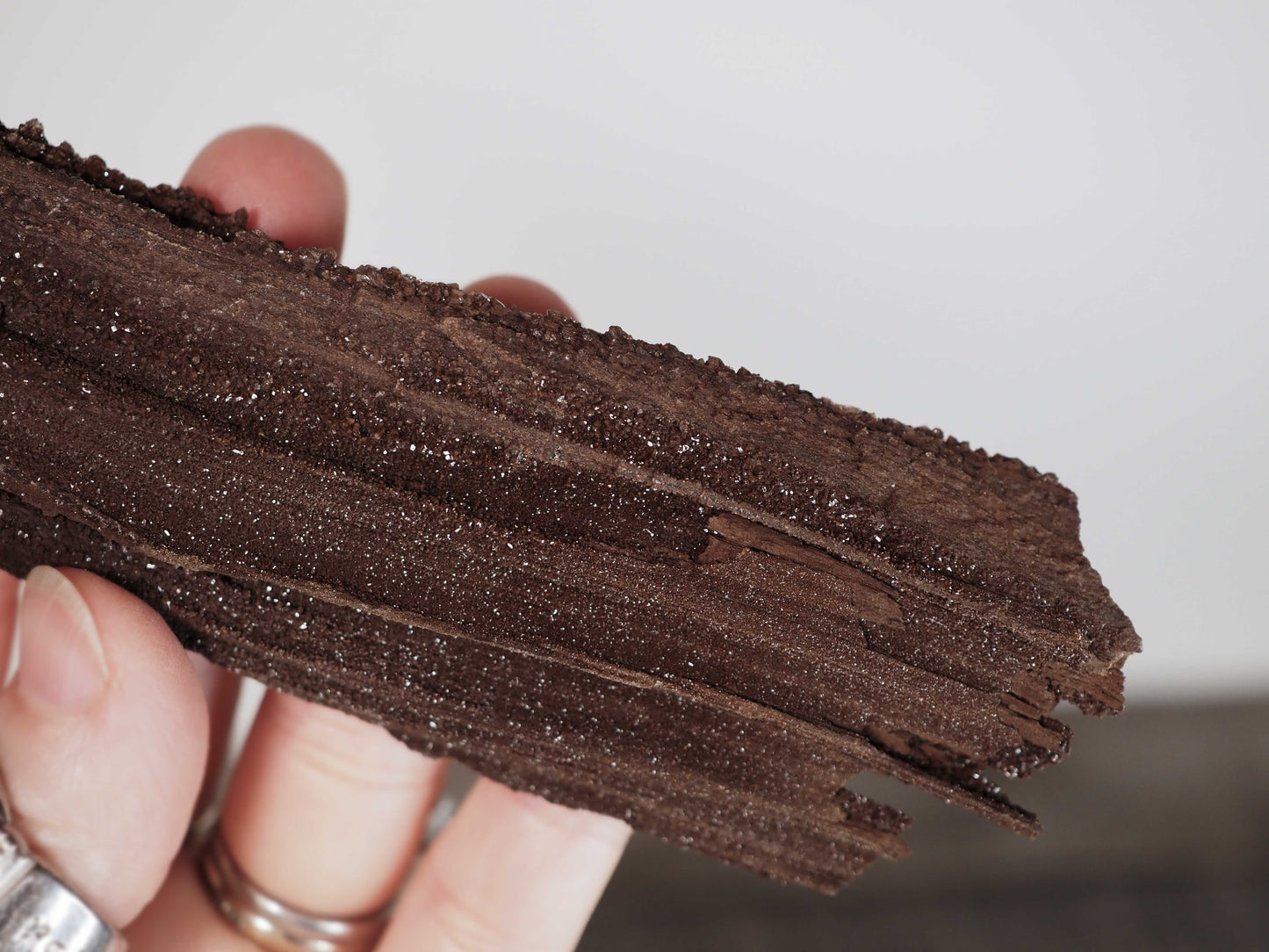 Permineralized Sparkling Fossil Wood from Germany (03)