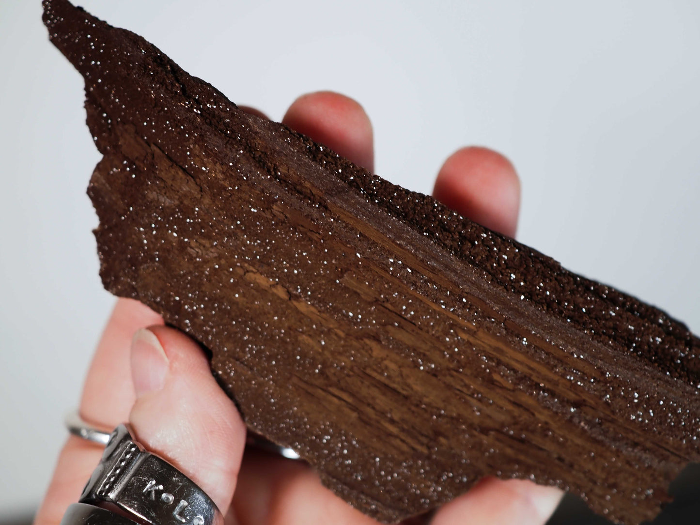 Permineralized Sparkling Fossil Wood from Germany (06)