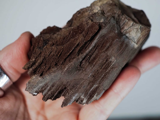 Permineralized Sparkling Fossil Wood from Germany (08)