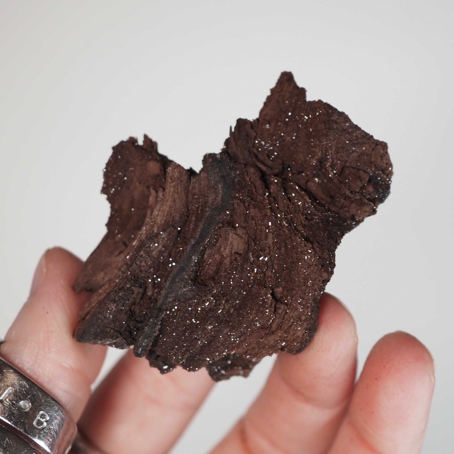 Permineralized Sparkling Fossil Wood from Germany (20)