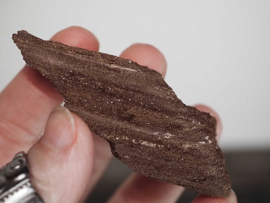 Permineralized Sparkling Fossil Wood from Germany (23)