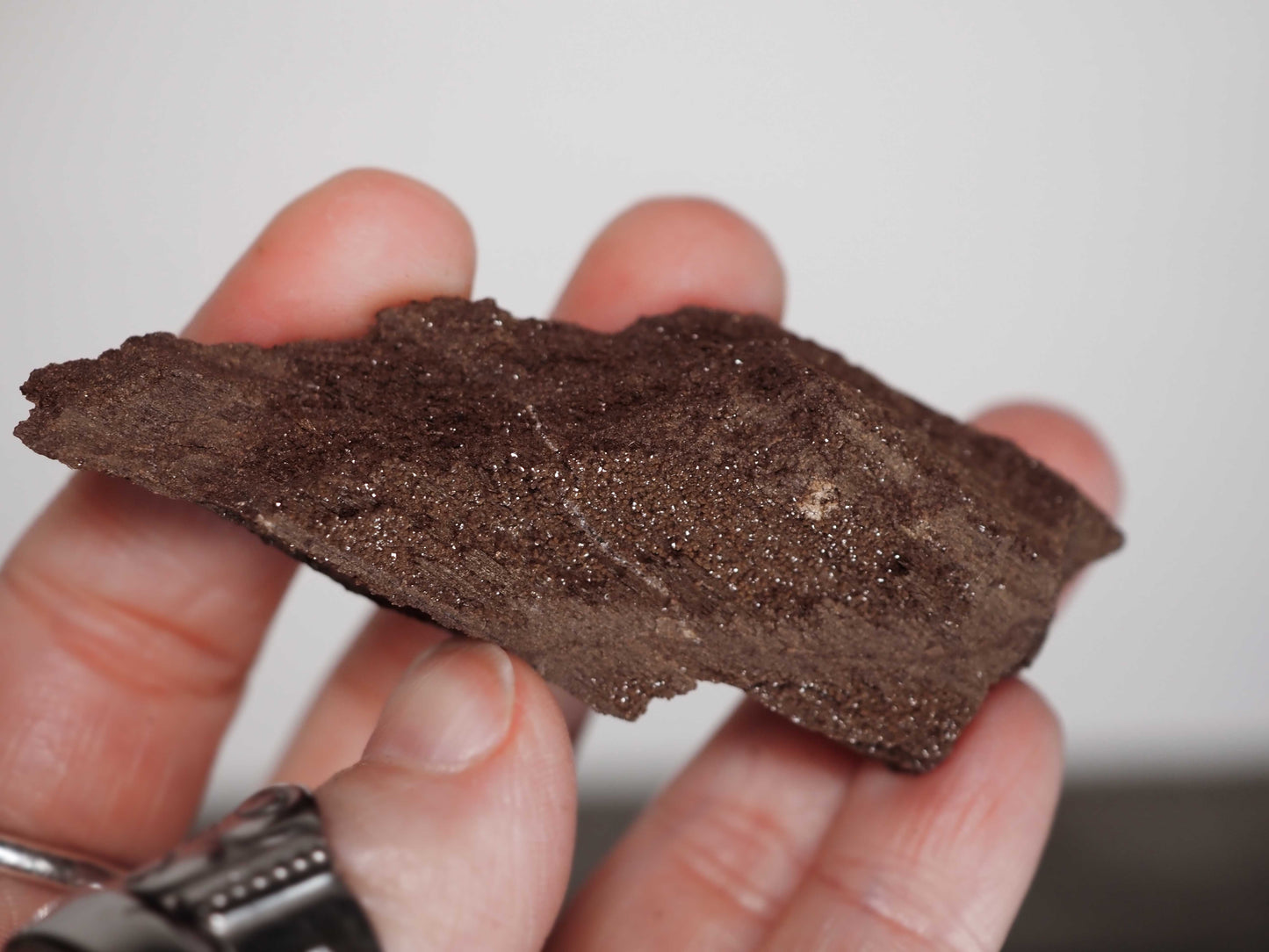 Permineralized Sparkling Fossil Wood from Germany (23)