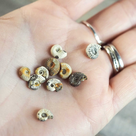 Miniature Pleuroceras Ammonites from Germany - Set of 3 in Floating Frame Displays