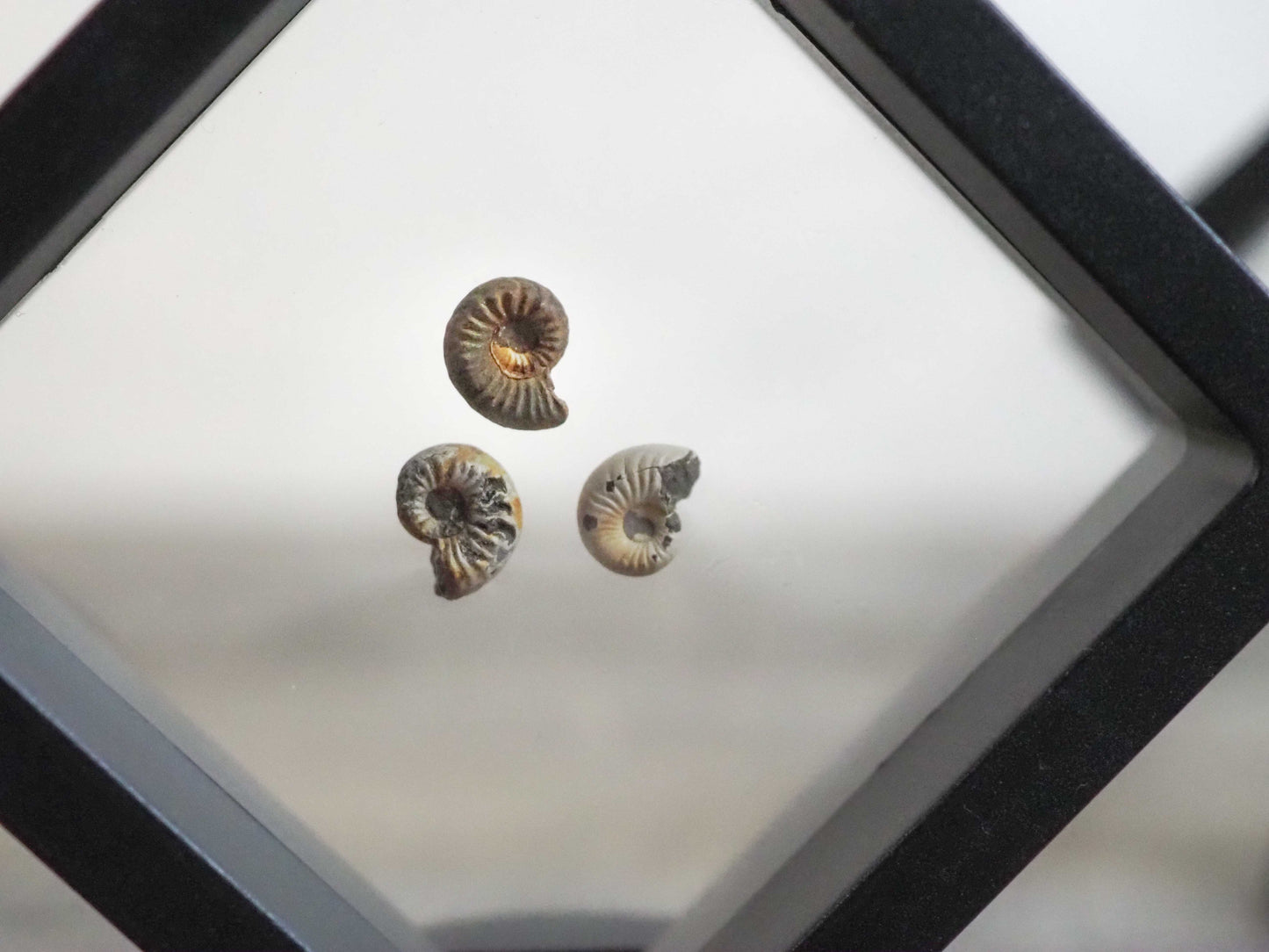 Miniature Pleuroceras Ammonites from Germany - Set of 3 in Floating Frame Displays
