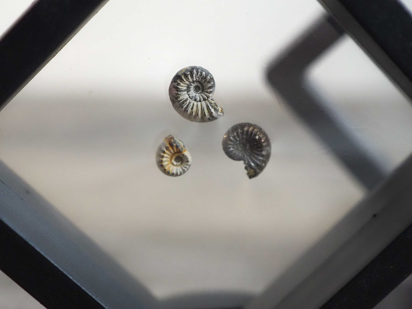 Miniature Pleuroceras Ammonites from Germany - Set of 3 in Floating Frame Displays