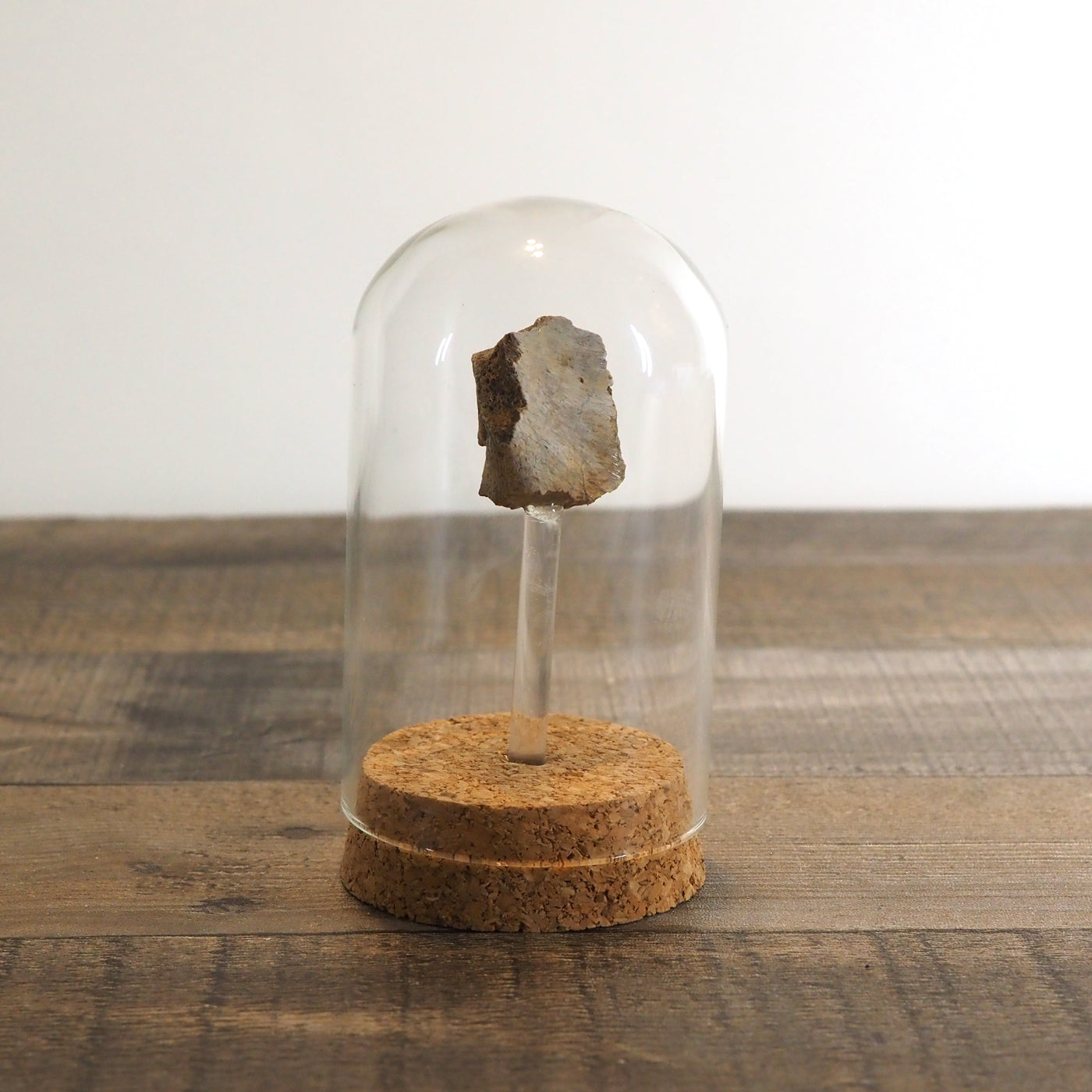 Hadrosaur Bone Fossil A in Glass Bell Jar Display