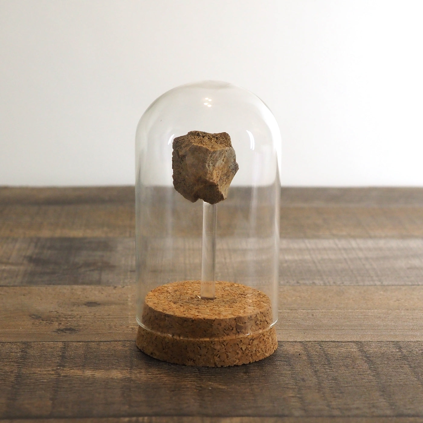 Hadrosaur Bone Fossil A in Glass Bell Jar Display
