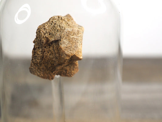 Hadrosaur Bone Fossil A in Glass Bell Jar Display