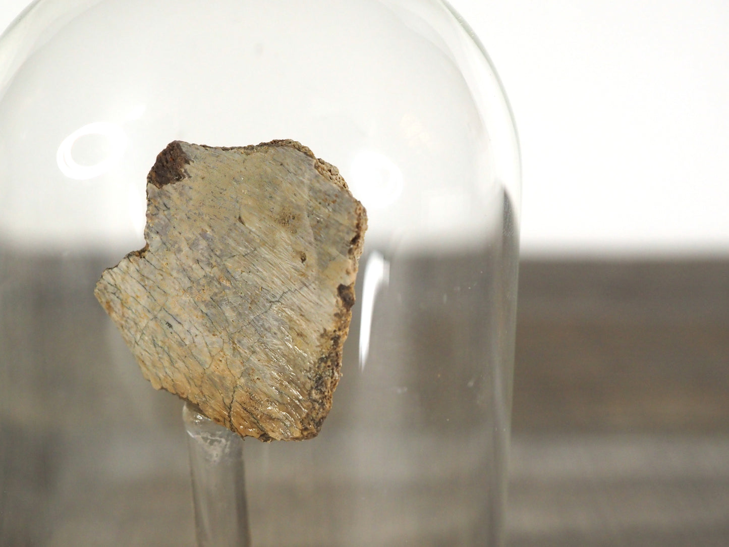 Hadrosaur Bone Fossil A in Glass Bell Jar Display