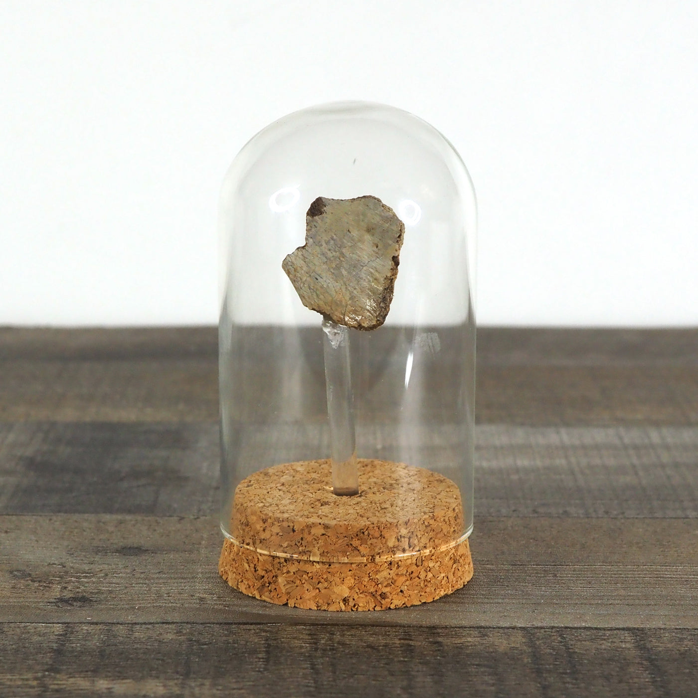 Hadrosaur Bone Fossil A in Glass Bell Jar Display