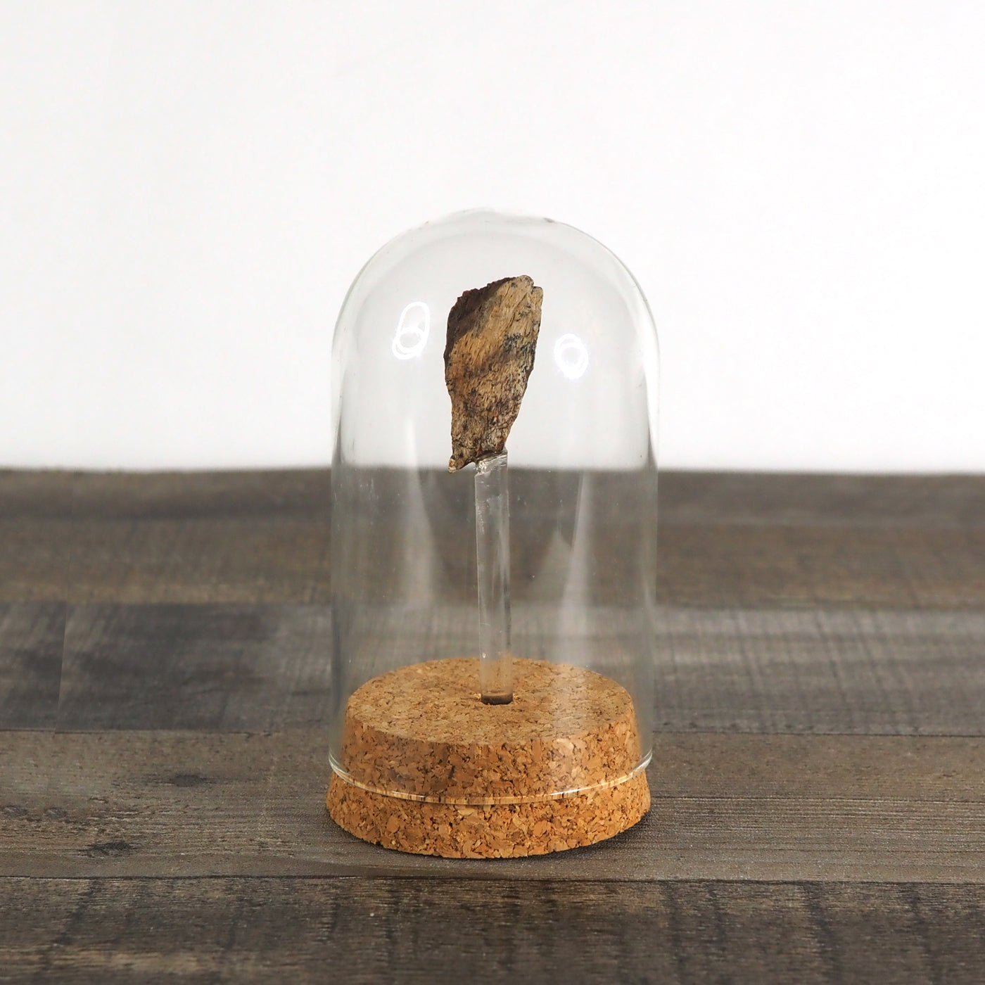 Hadrosaur Bone Fossil B in Glass Bell Jar Display