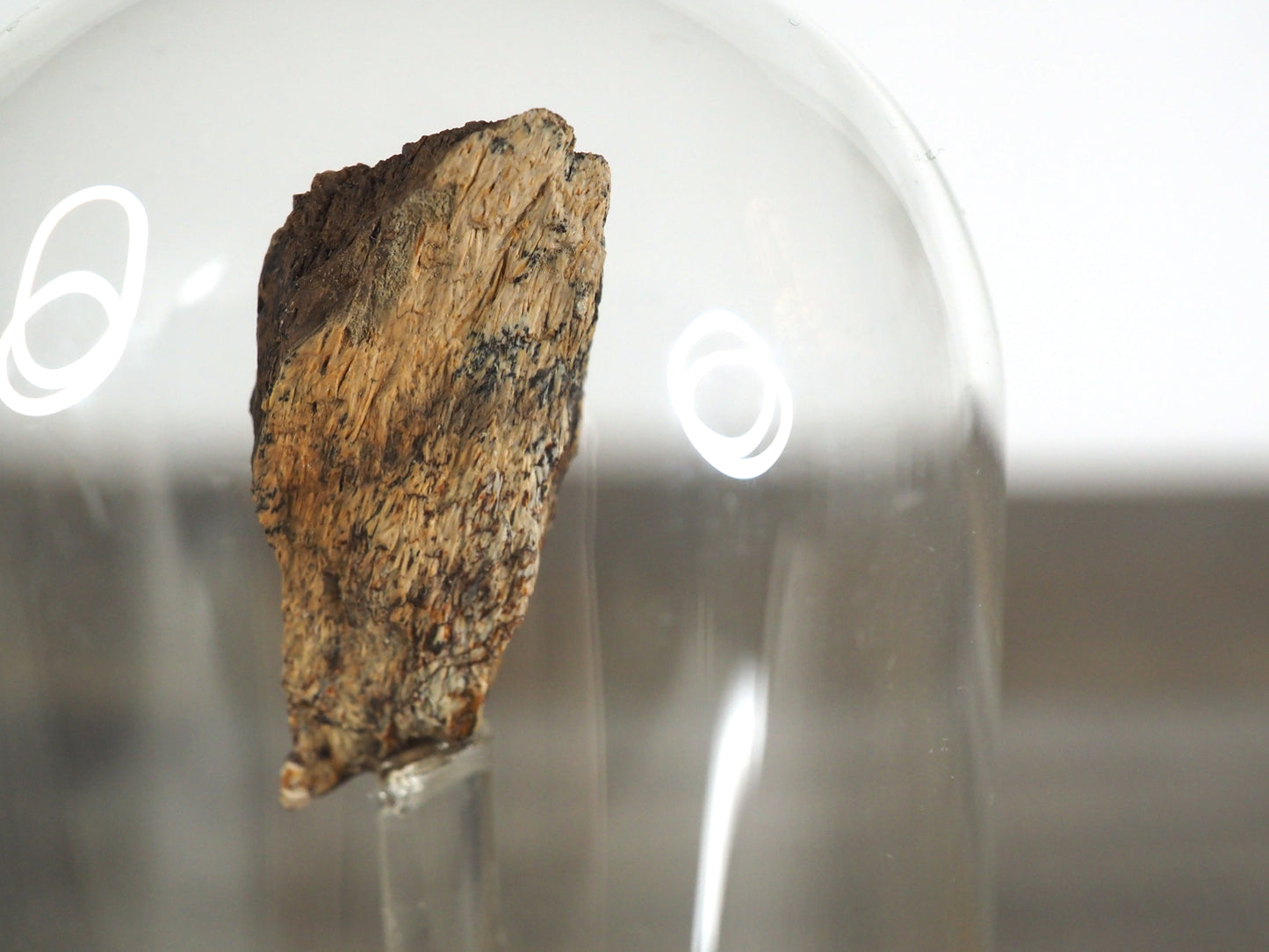 Hadrosaur Bone Fossil B in Glass Bell Jar Display