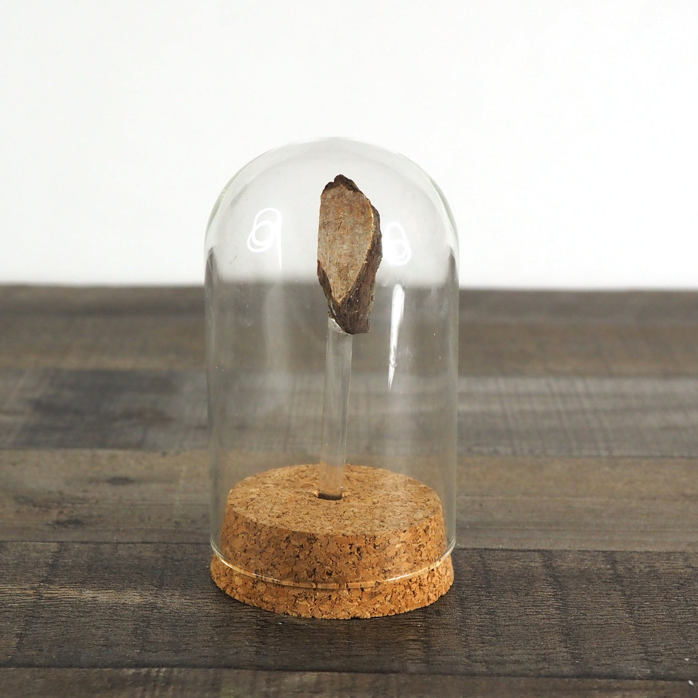 Hadrosaur Bone Fossil B in Glass Bell Jar Display
