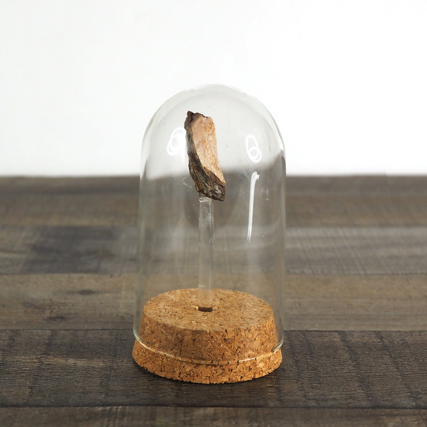 Hadrosaur Bone Fossil B in Glass Bell Jar Display