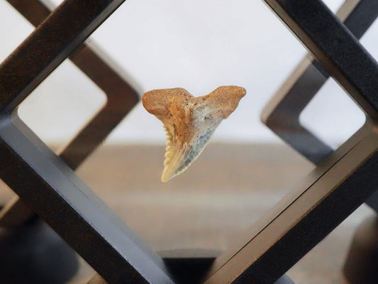 Hemipristis Serra Fossilized Shark Teeth in Floating Frames
