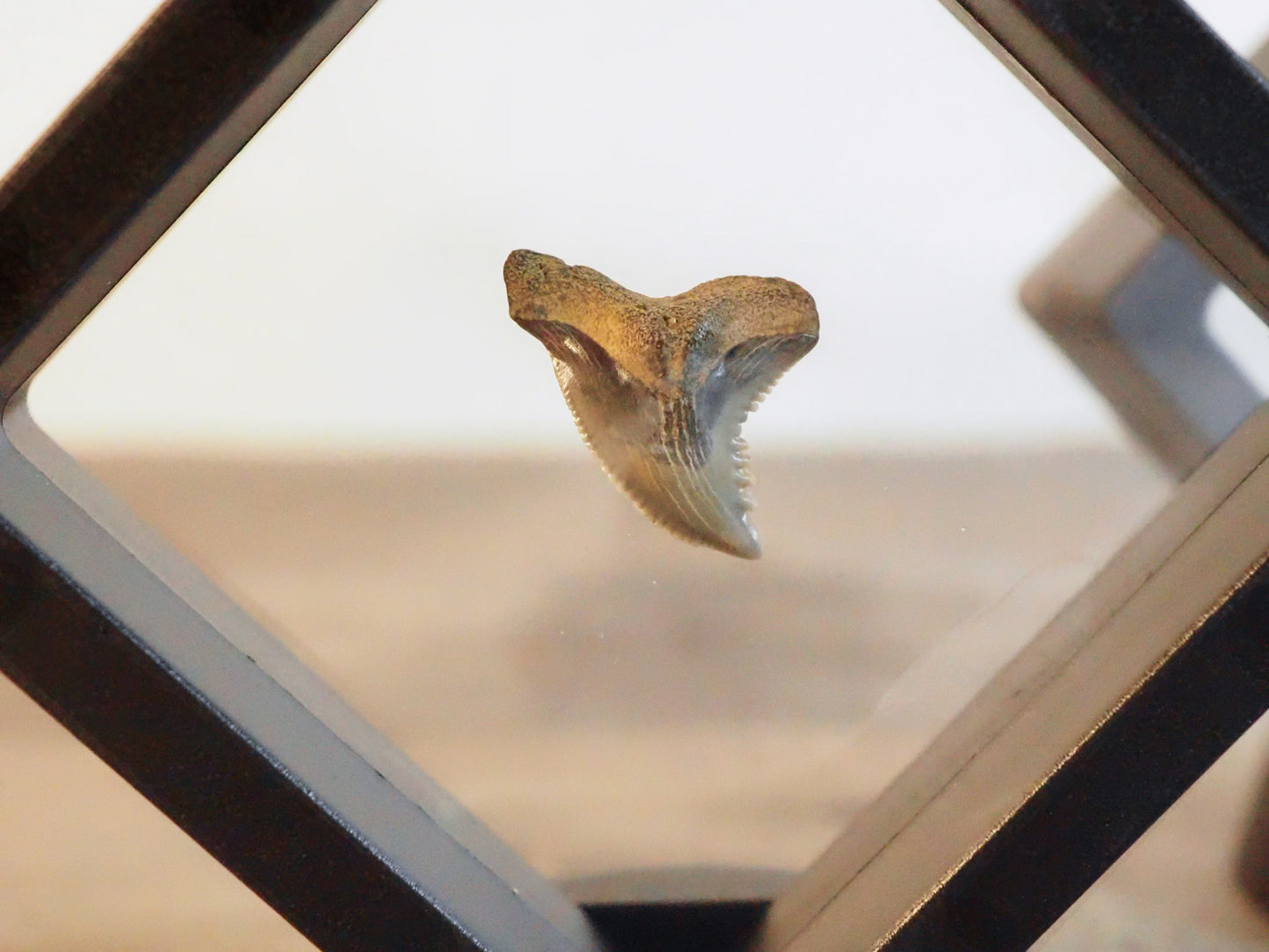 Hemipristis Serra Fossilized Shark Teeth in Floating Frames