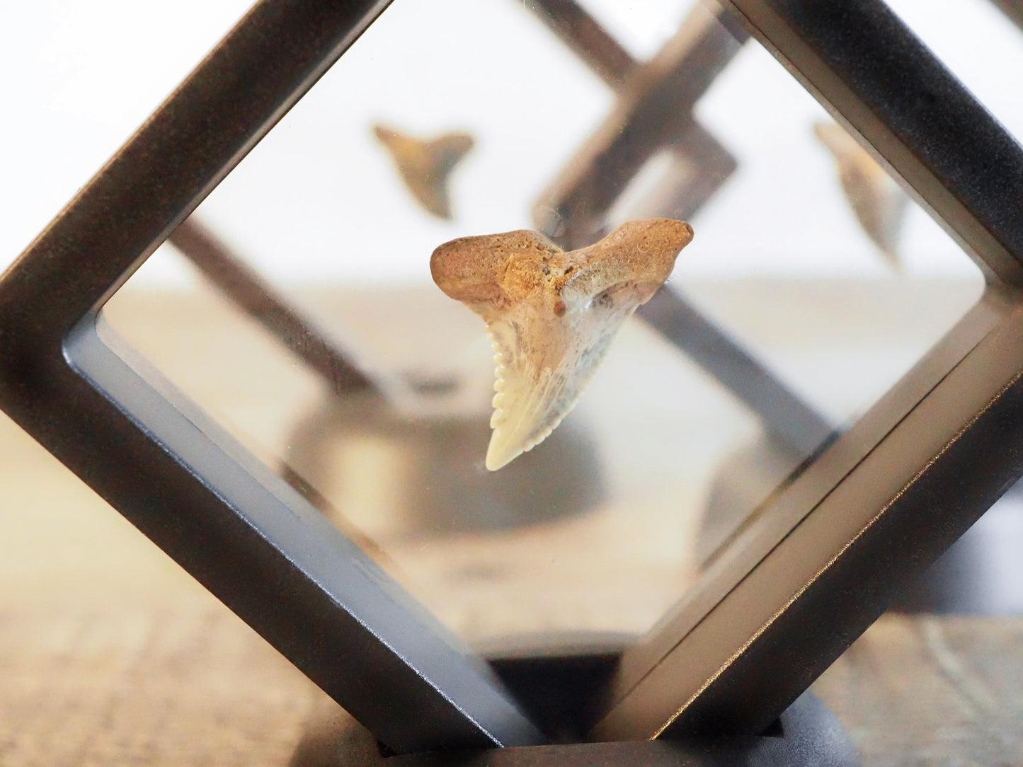 Hemipristis Serra Fossilized Shark Teeth in Floating Frames