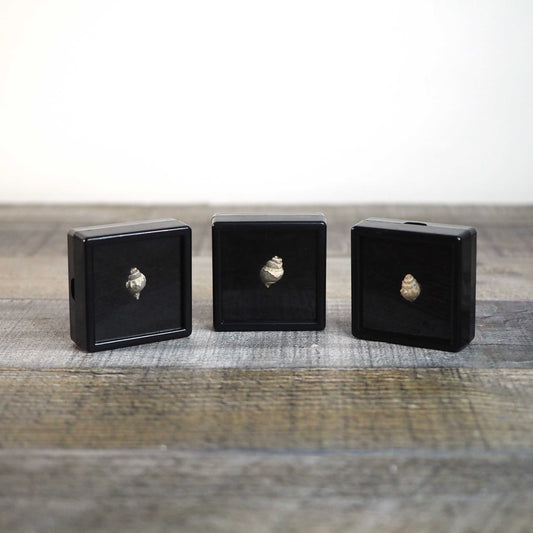 Miniature Gastropod Fossils from Iron County, Utah in Display Boxes