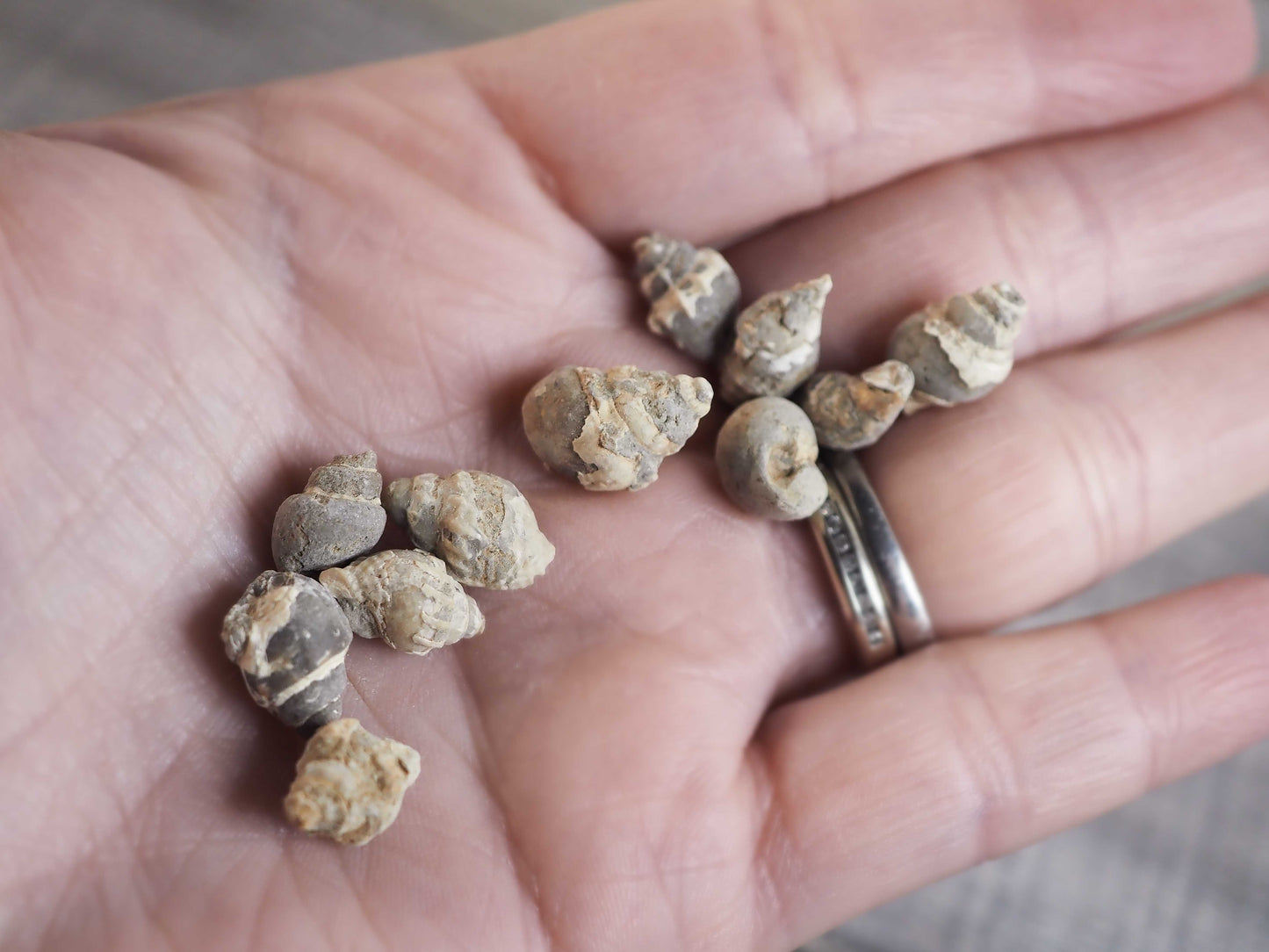 Miniature Gastropod Fossils from Iron County, Utah in Display Boxes