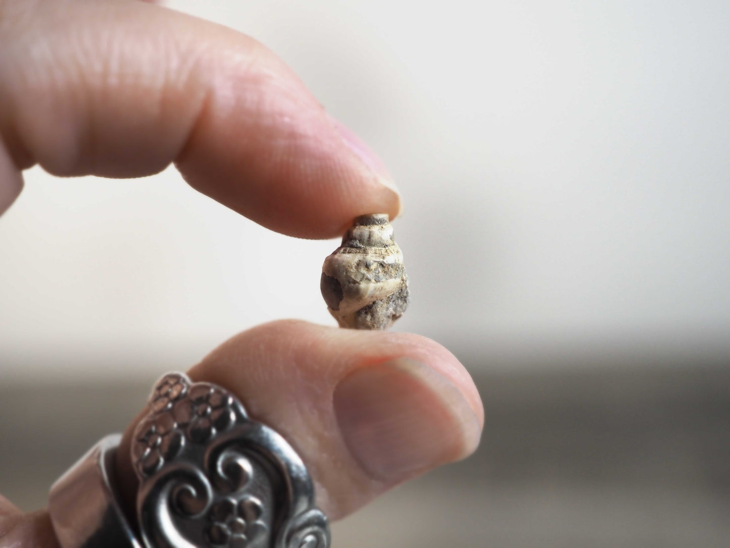 Miniature Gastropod Fossils from Iron County, Utah in Display Boxes