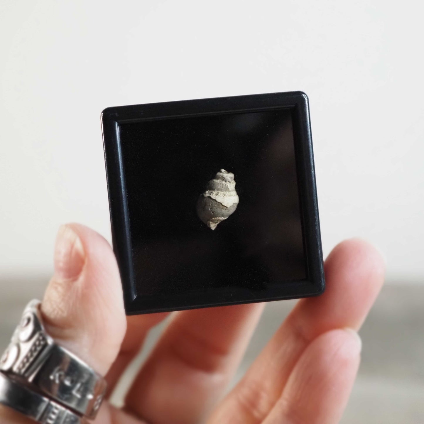 Miniature Gastropod Fossils from Iron County, Utah in Display Boxes